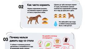 Для чего используют собак в ЕКА